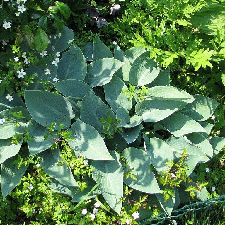 Hosta 'Halcyon' ~ Halycon Hosta-ServeScape