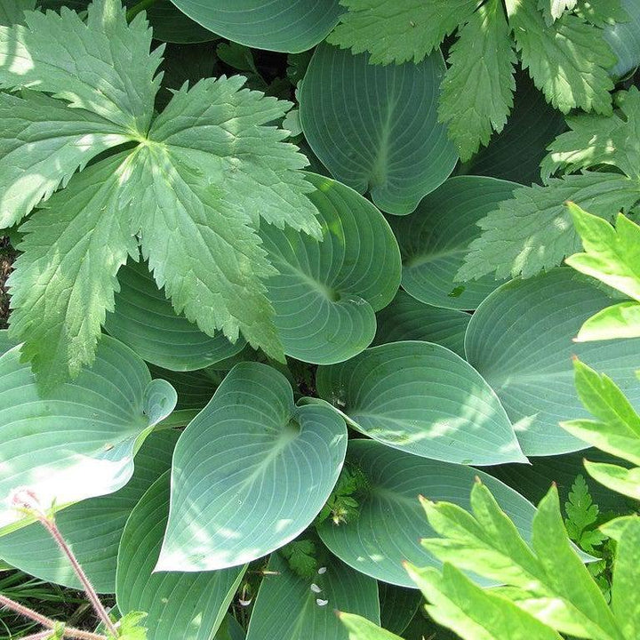 Hosta 'Halcyon' ~ Halycon Hosta-ServeScape