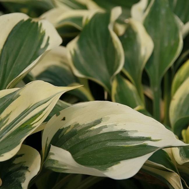 Hosta 'Liberty' ~ Liberty Hosta-ServeScape