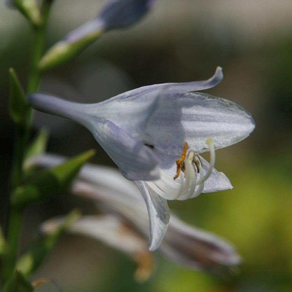 Hosta 'Liberty' ~ Liberty Hosta-ServeScape