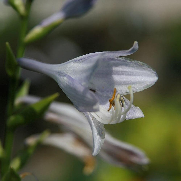Hosta 'Liberty' ~ Liberty Hosta-ServeScape