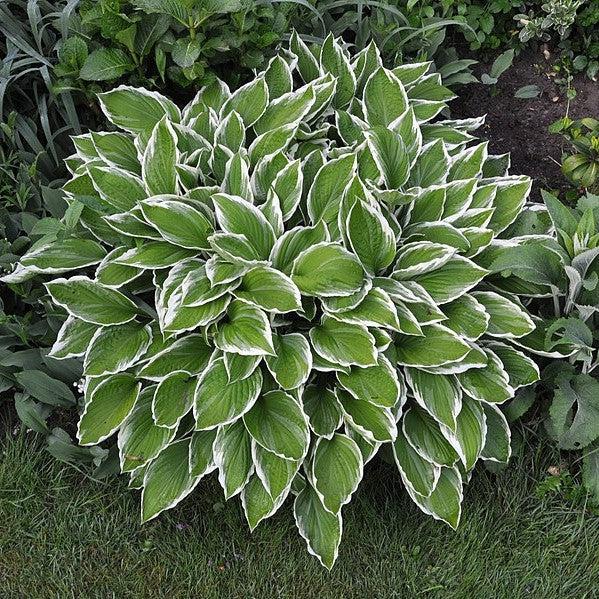 Hosta 'Diamond Tiara' ~ Diamond Tiara Hosta-ServeScape