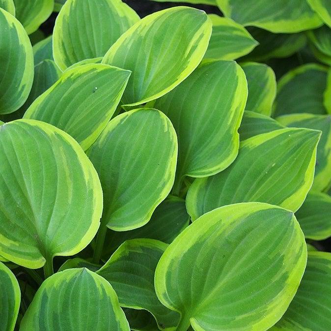 Hosta x 'Golden Tiara' ~ Golden Tiara Hosta-ServeScape