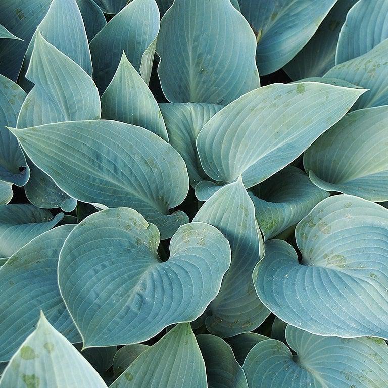 Hosta 'Halcyon' ~ Halycon Hosta-ServeScape