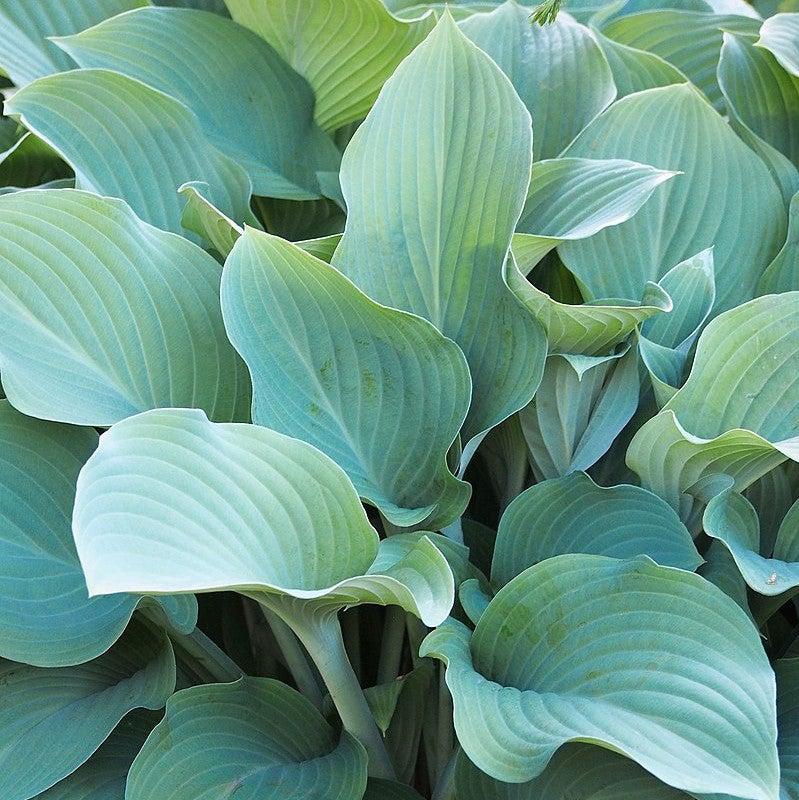Hosta x 'Krossa Regal' ~ Krossa Regal Hosta-ServeScape