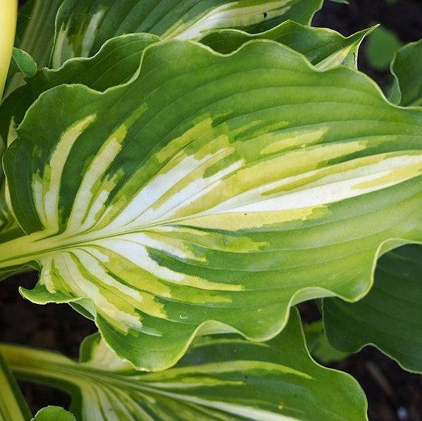 Hosta 'Lakeside Paisley Print' ~ Lakeside Paisley Print Hosta-ServeScape