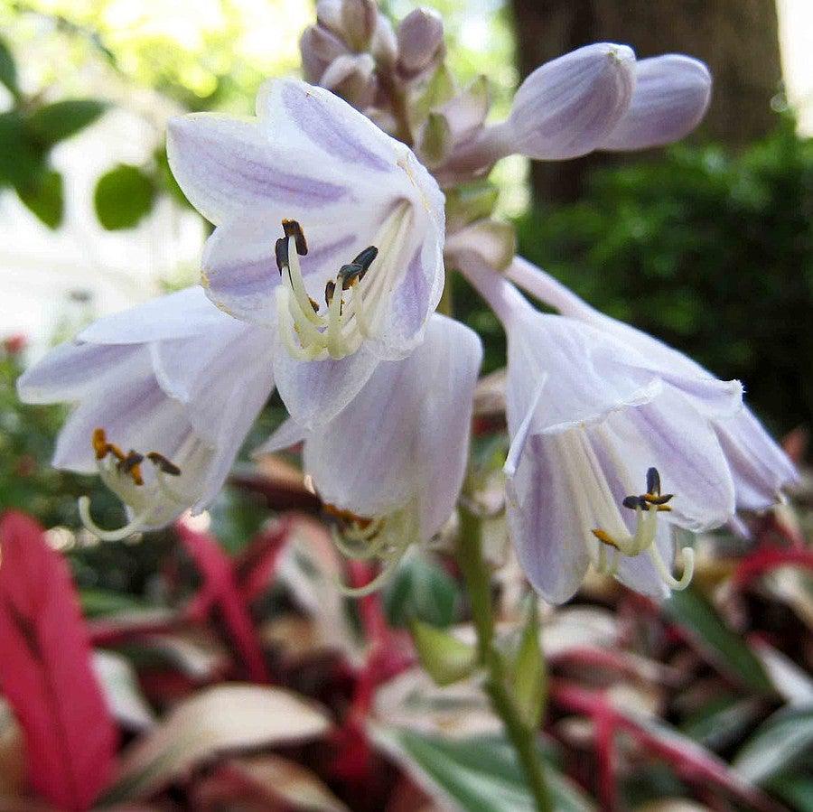 Hosta 'Patriot' ~ Patriot Hosta-ServeScape