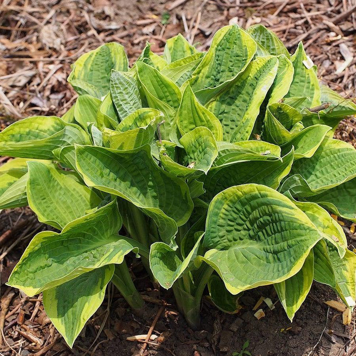 Hosta x 'Wide Brim' ~ Wide Brim Hosta-ServeScape
