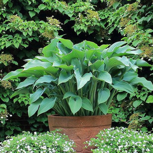 Hosta x 'Krossa Regal' ~ Krossa Regal Hosta-ServeScape
