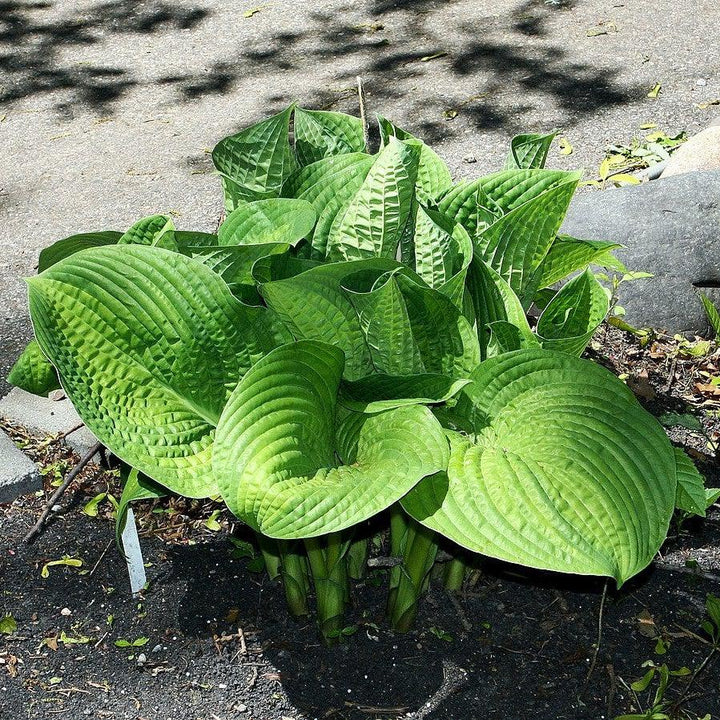 Hosta 'Paradigm' ~ Paradigm Hosta-ServeScape