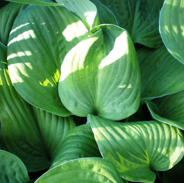 Hosta plantaginea ~ Hosta plantaginea, Plantain Lily-ServeScape
