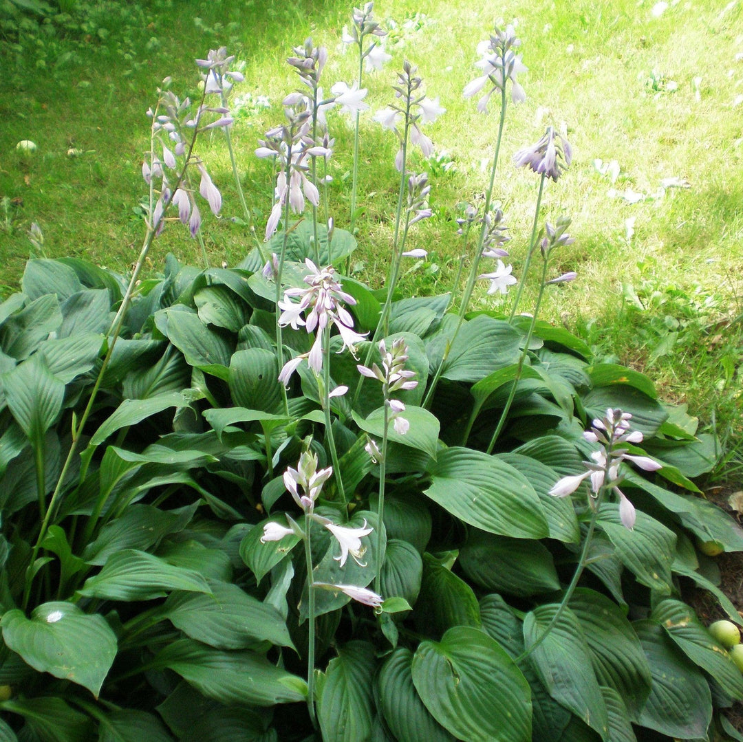 Hosta plantaginea ~ Hosta plantaginea, Plantain Lily-ServeScape