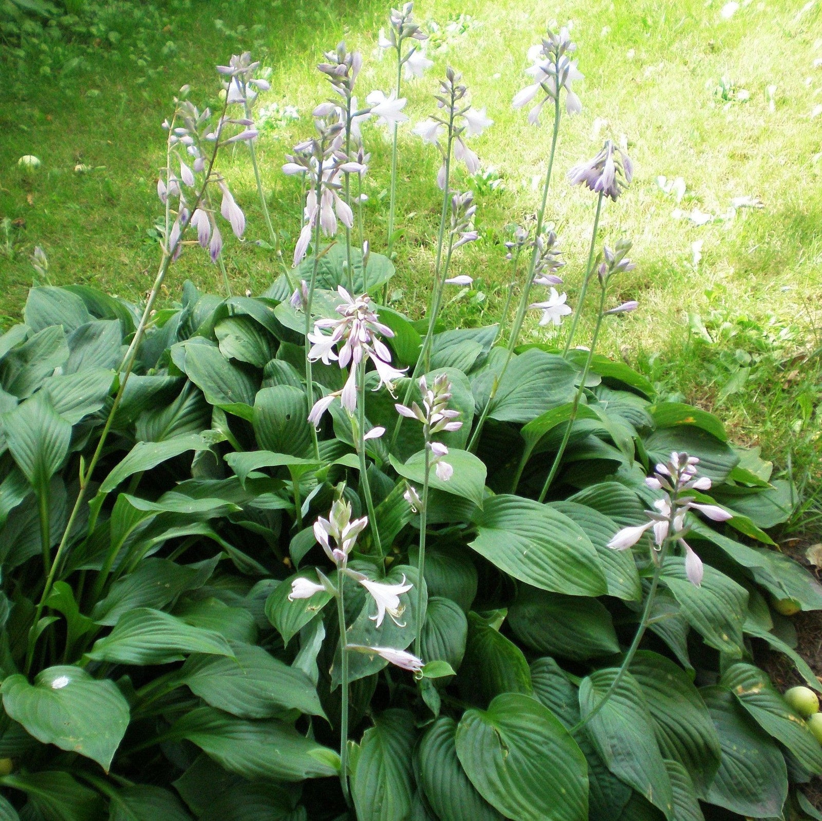 Hosta plantaginea ~ Hosta plantaginea, Plantain Lily-ServeScape