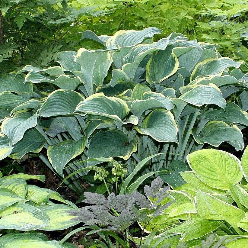 Hosta 'Regal Splendor' ~ Regal Spendor Hosta-ServeScape