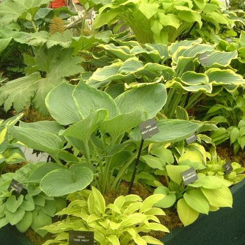 Hosta ~ Hosta, Plantain Lily-ServeScape