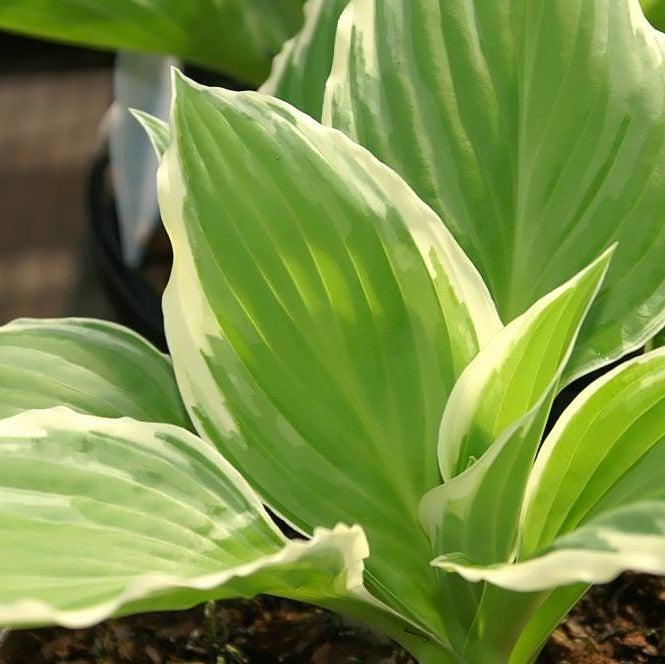 Hosta undulata 'Albomarginata' ~ Albo marginata Hosta-ServeScape