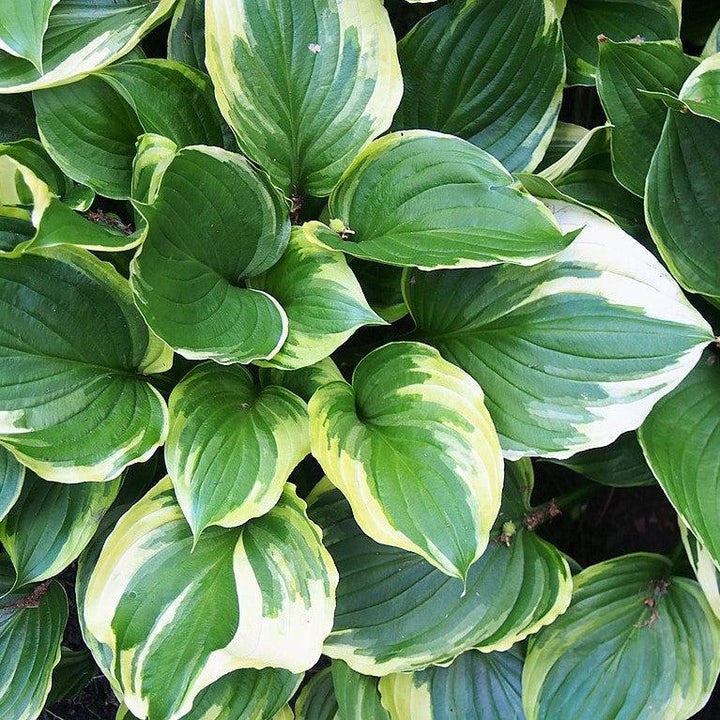Hosta f. 'Aureomarginata' ~ Auromarginata Hosta-ServeScape