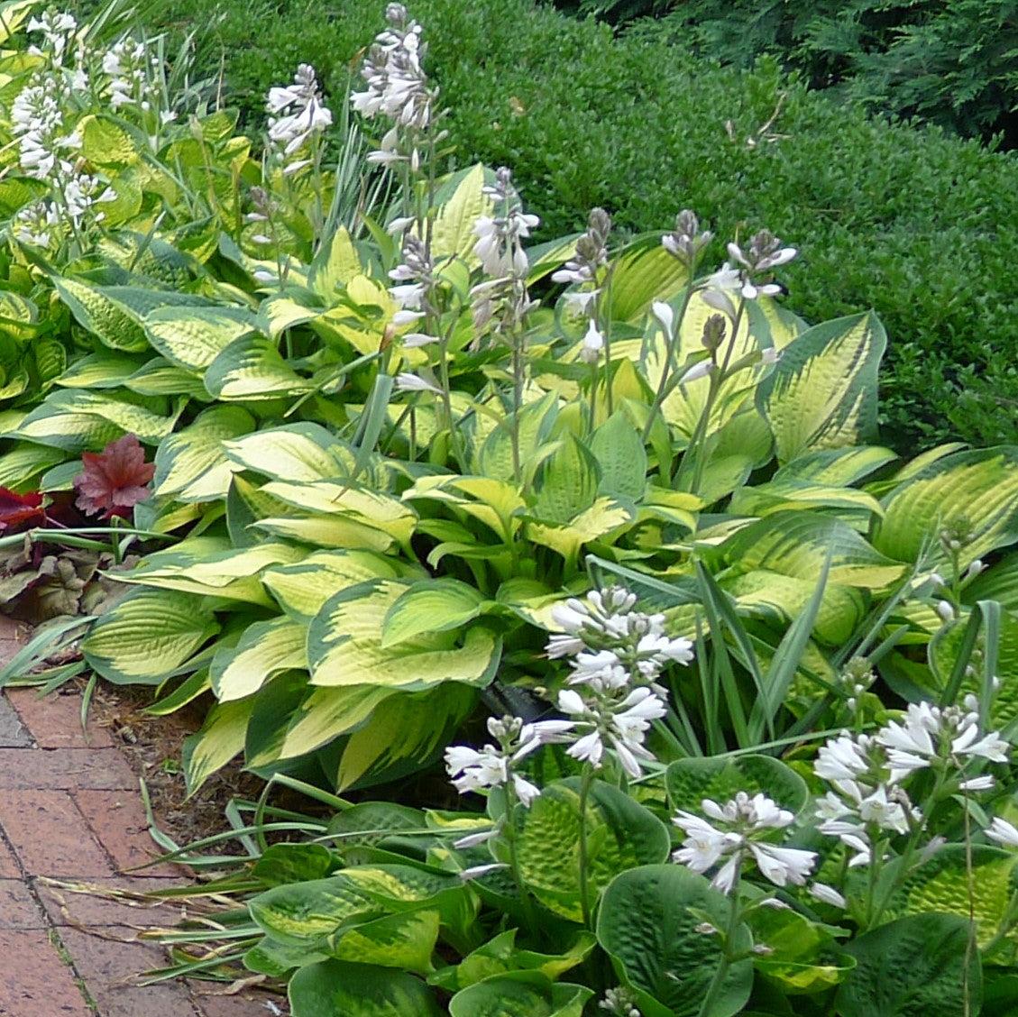 Hosta x 'Brother Stefan' ~ Brother Stefan Hosta-ServeScape