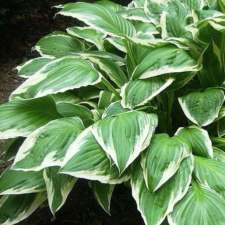 Hosta 'Diamond Tiara' ~ Diamond Tiara Hosta-ServeScape