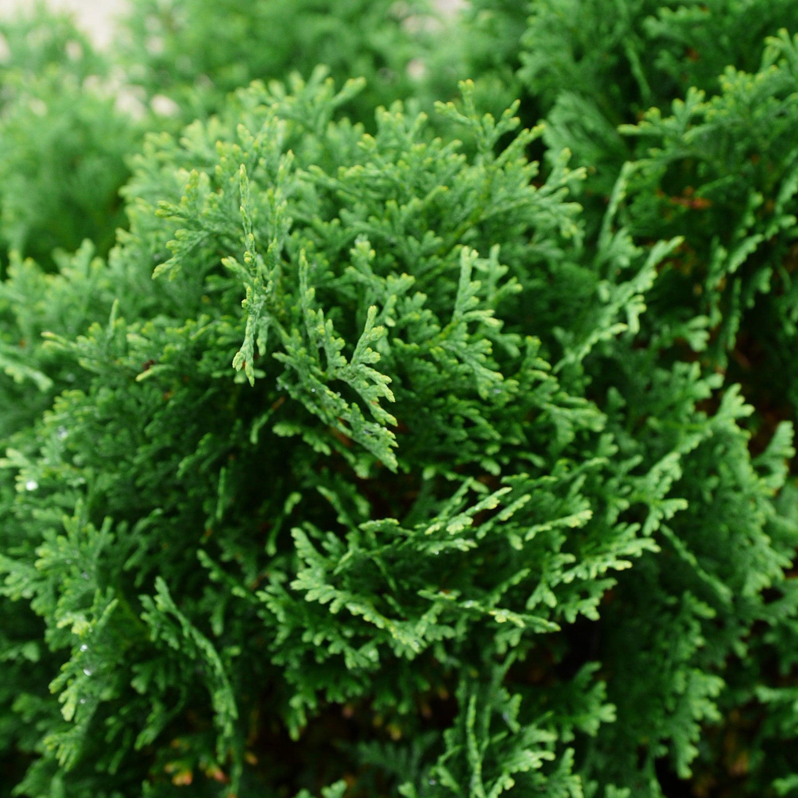Thuja occidentalis 'RutThu#1' ~ Hot Head® Arborvitae-ServeScape
