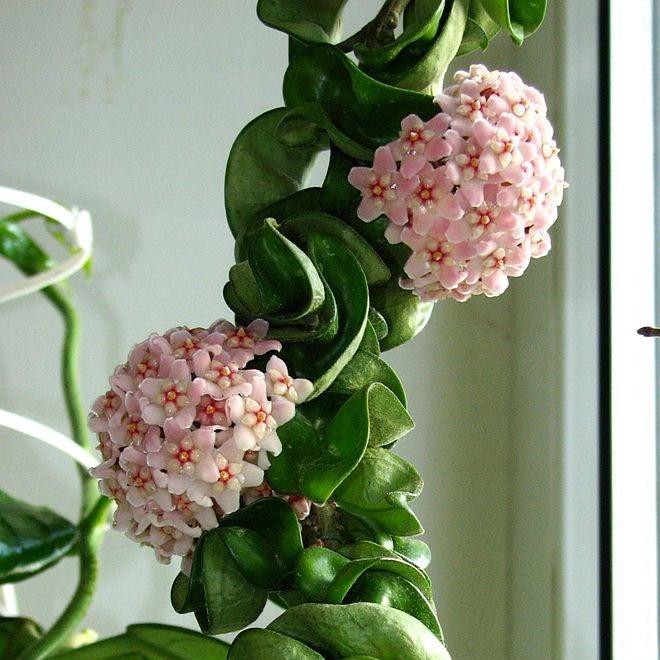 Hoya Carnosa 'Compacta' ~ Hindu Rope Plant-ServeScape