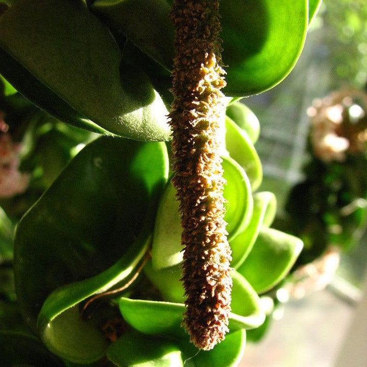 Hoya Carnosa 'Compacta' ~ Hindu Rope Plant-ServeScape