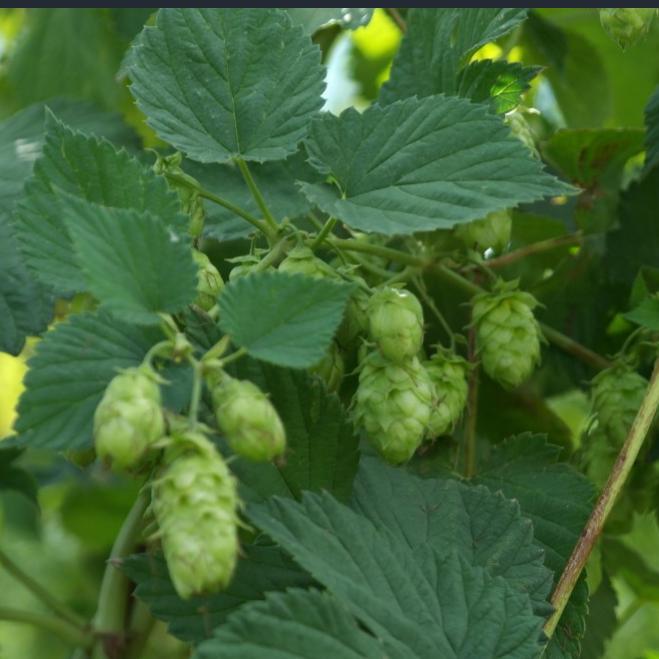 Humulus lupulus 'Chinook' ~ Chinook Hops-ServeScape