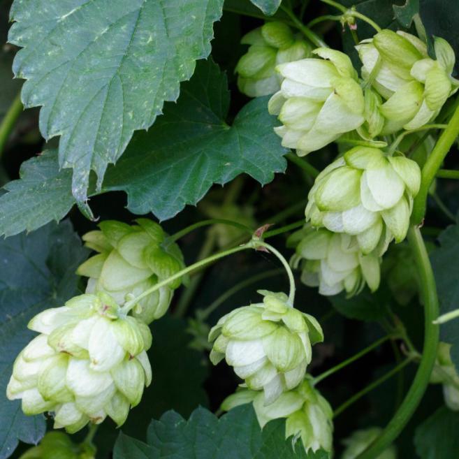 Humulus lupulus 'Fuggle' ~ Fuggle Hops-ServeScape