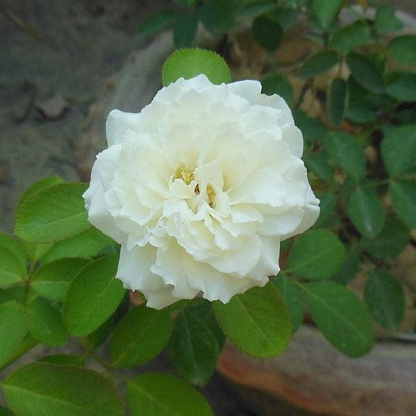 Rosa x 'BOZFRA121' ~ Reminiscent™ Crema Rose-ServeScape