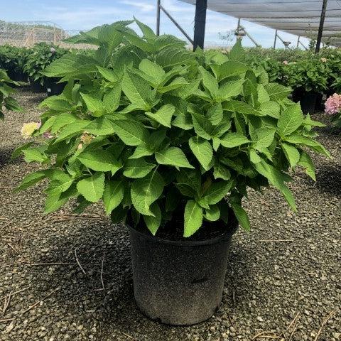 Hydrangea macrophylla 'Bailmer’ ~ Endless Summer® The Original Hydrangea-ServeScape