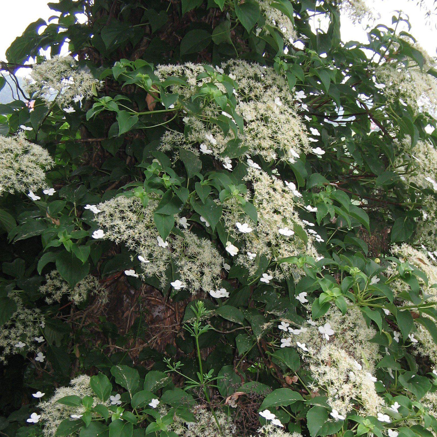 Hydrangea anomala subsp. petiolaris ~ Climbing Hydrangea-ServeScape