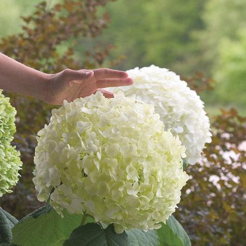 Hydrangea arborescens 'Abetwo' ~ Incrediball® Smooth Hydrangea-ServeScape