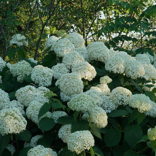 Hydrangea arborescens 'Abetwo' ~ Incrediball® Smooth Hydrangea-ServeScape