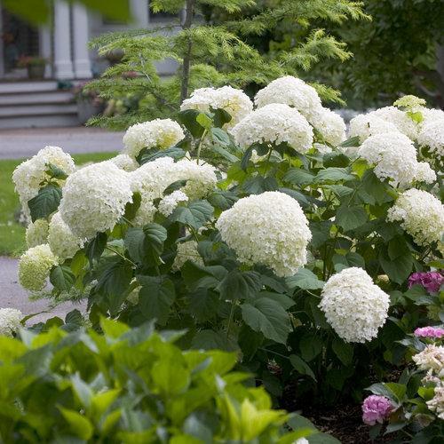 Hydrangea arborescens 'Abetwo' ~ Incrediball® Smooth Hydrangea-ServeScape