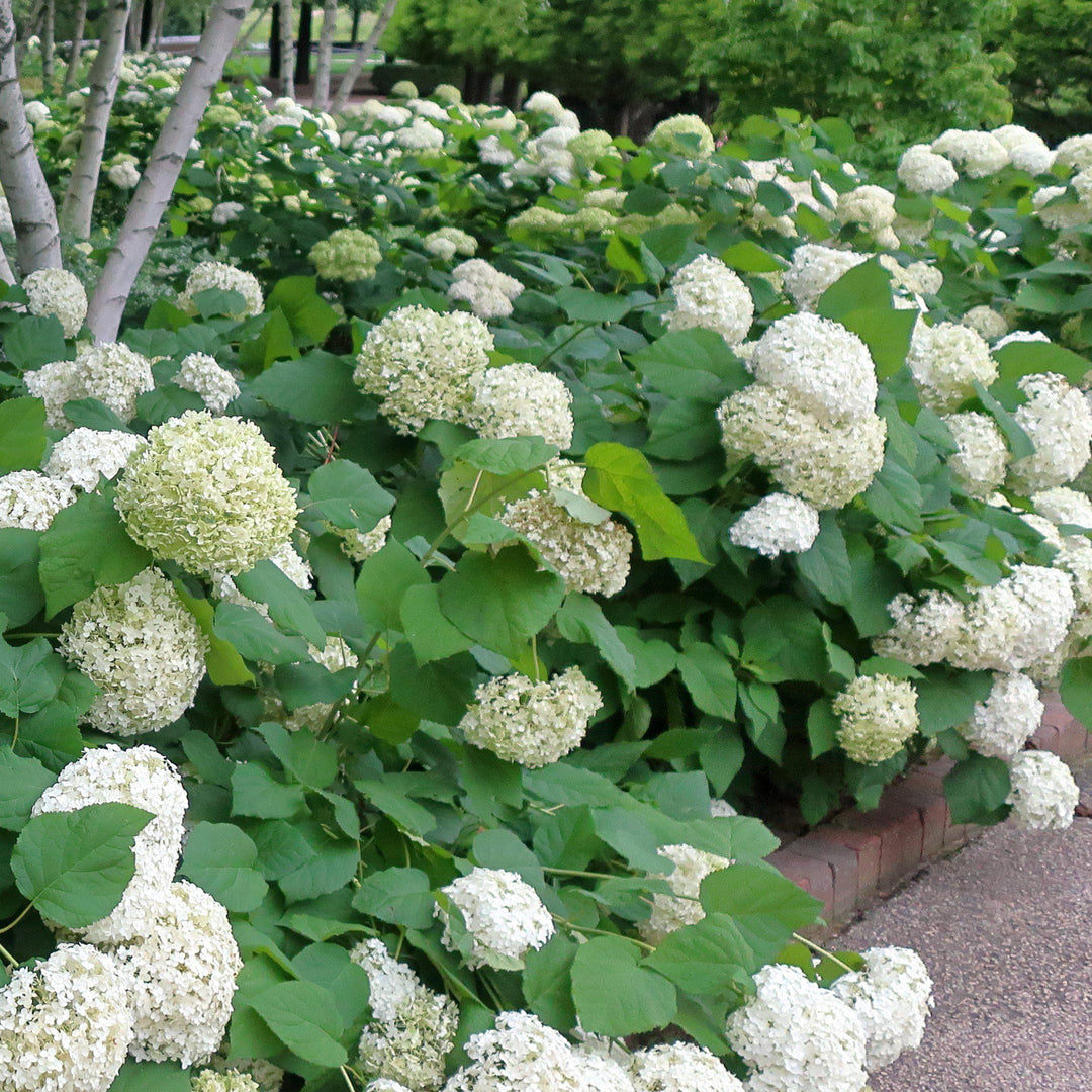 Hydrangea arborescens 'Annabelle' ~ Mophead Hydrangea, Annabelle Hydrangea - Delivered By ServeScape