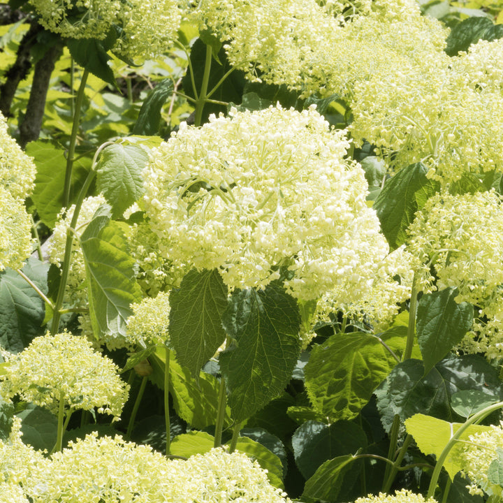 Hydrangea arborescens 'Bounty' ~ Bounty Smooth Hydrangea - Delivered By ServeScape