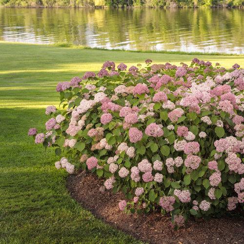 Hydrangea arborescens 'NCHA2' ~ Invincibelle® Spirit II Hydrangea-ServeScape
