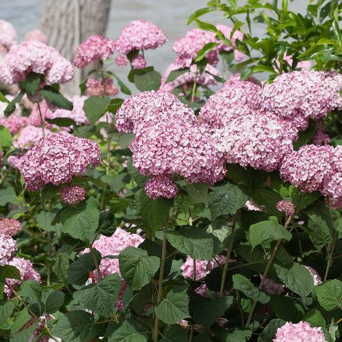 Hydrangea arborescens 'NCHA4' ~ Incrediball® Blush Smooth Hydrangea - Delivered By ServeScape