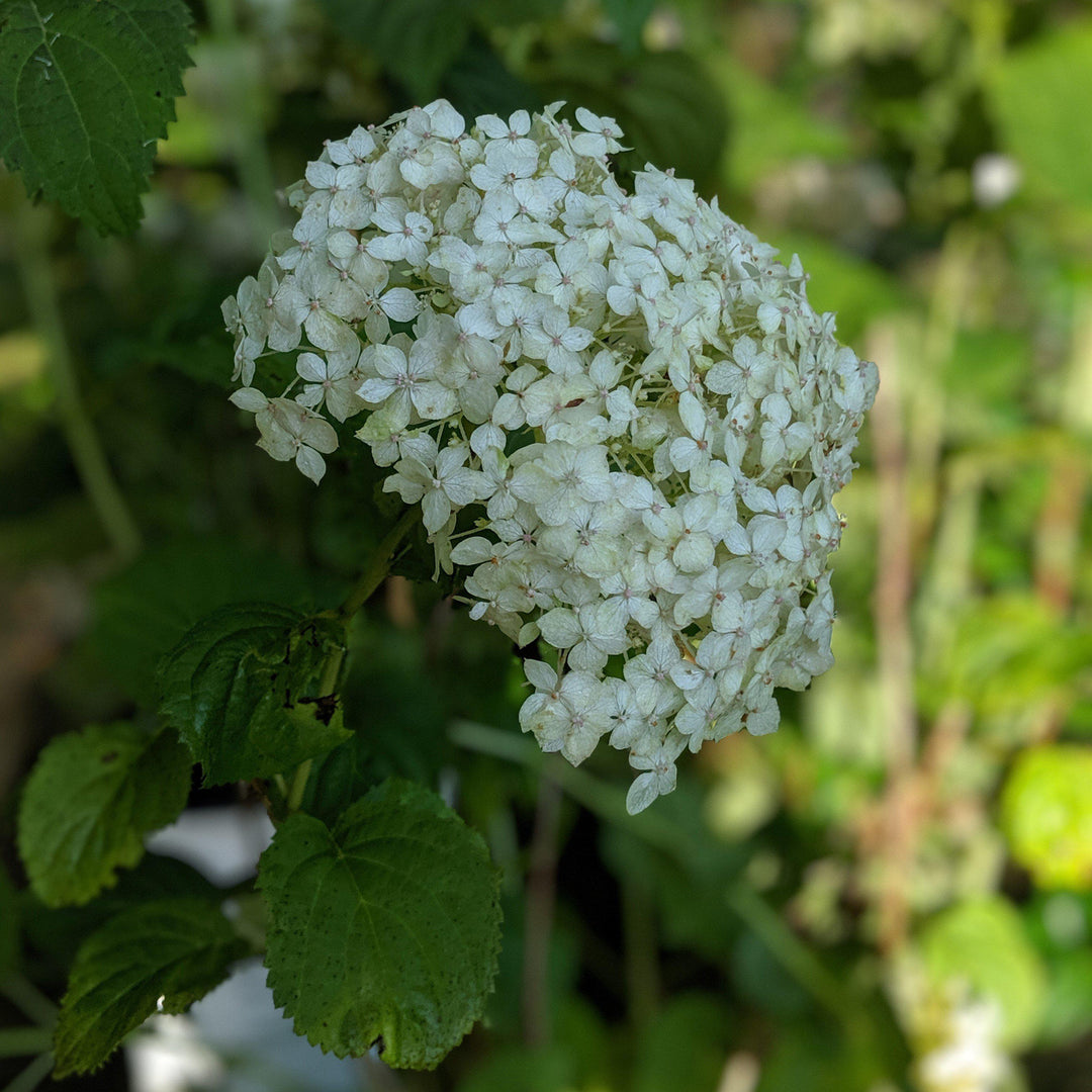 Hydrangea arborescens 'NCHA5' ~ Invincibelle® Wee White Smooth Hydrangea-ServeScape