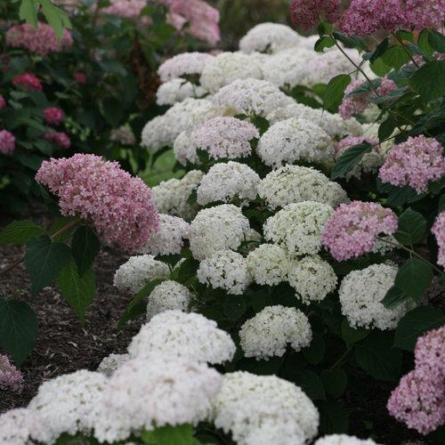 Hydrangea arborescens 'NCHA5' ~ Invincibelle® Wee White Smooth Hydrangea-ServeScape