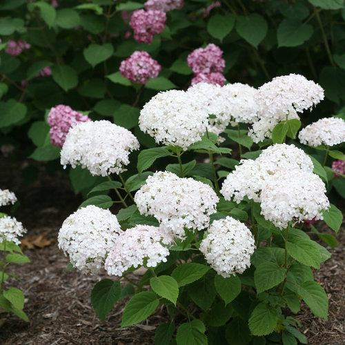 Hydrangea arborescens 'NCHA5' ~ Invincibelle® Wee White Smooth Hydrangea - Delivered By ServeScape