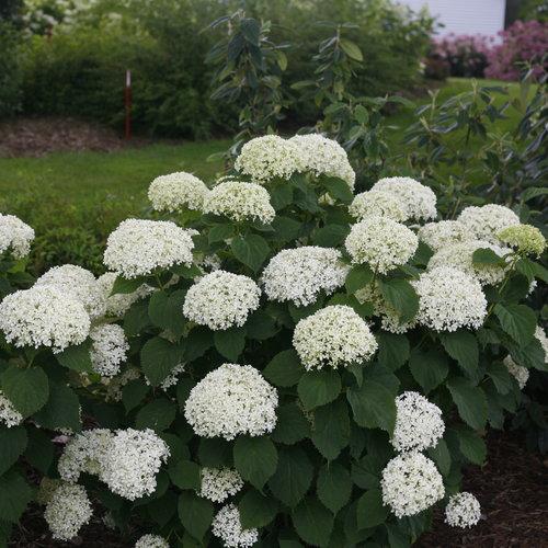 Hydrangea arborescens ''NCHA8' ~ Invincibelle®  Limetta Smooth Hydrangea - Delivered By ServeScape
