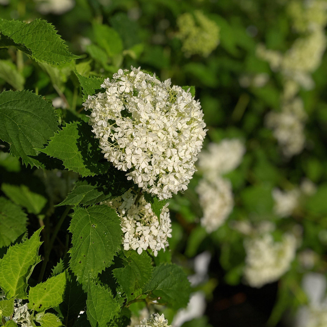 Hydrangea arborescens 'NCHA8' ~ Invincibelle® Limetta Smooth Hydrangea-ServeScape