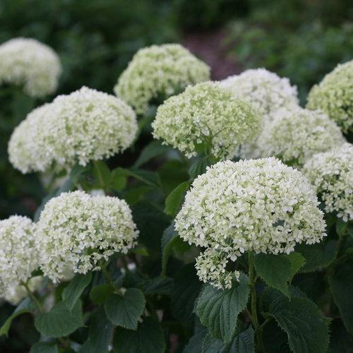 Hydrangea arborescens 'NCHA8' ~ Invincibelle® Limetta Smooth Hydrangea-ServeScape