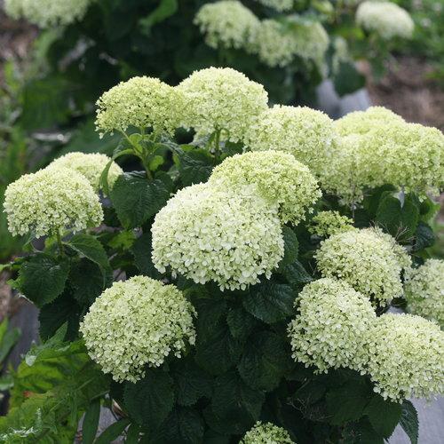 Hydrangea arborescens 'NCHA8' ~ Invincibelle® Limetta Smooth Hydrangea-ServeScape
