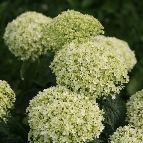 Hydrangea arborescens ''NCHA8' ~ Invincibelle® Limetta Smooth Hydrangea - Delivered By ServeScape