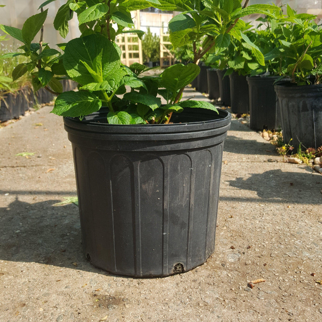 Hydrangea macrophylla 'Bailmer’  ~ Endless Summer® The Original Hydrangea - Delivered By ServeScape