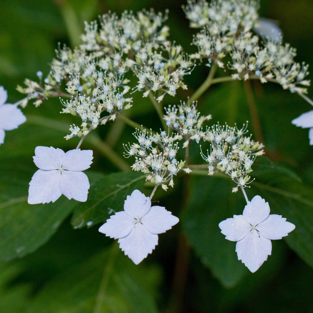 Hydrangea macrophylla 'Blue Deckle' ~ Blue Deckle Hydrangea - Delivered By ServeScape