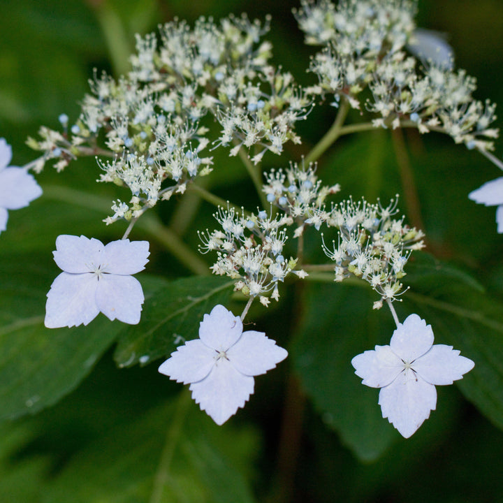 Hydrangea macrophylla 'Blue Deckle' ~ Blue Deckle Hydrangea - Delivered By ServeScape