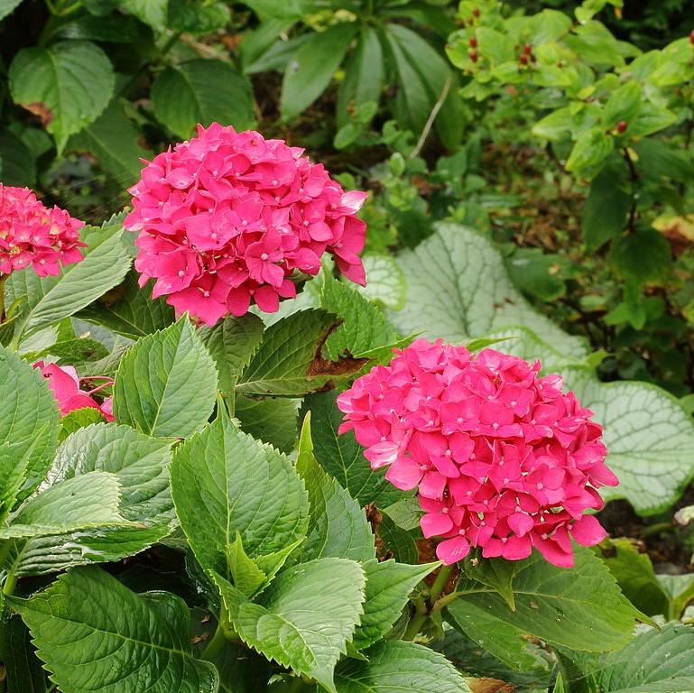 Hydrangea macrophylla 'Cardinal Light Red' ~ Cardinal Light Red Hydrangea-ServeScape